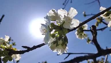 春天桃花盛开的季节视频的预览图